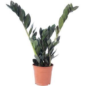Glücksfeder 'Raven' 4+ - pflegeleichte Zimmerpflanze, schwarze Zamioculcas zamiifolia - Höhe ca. 35 cm, Topf-Ø 14 cm