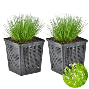 Nadelgras | Scirpus \'Cernuus\' 2x - Teichpflanze & Sauerstoffpflanze im Aufzuchttopf cm11 cm - ↕15 cm
