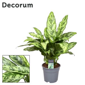 Grünpflanze – Kolbenfaden (Aglaonema Romeo) – Höhe: 60 cm – von Botanicly