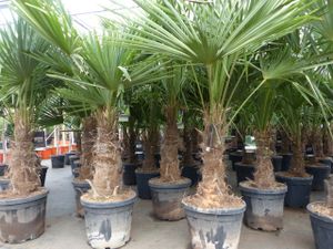 3 kusy XXL kmeňov palmy odolnej 180 cm Trachycarpus fortunei, konopná palma, najvyššia kvalita