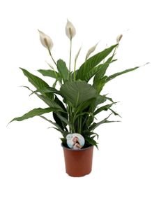 Spathiphyllum - Einblatt - Zimmerpflanze - Topf 17cm - Höhe 60-75cm