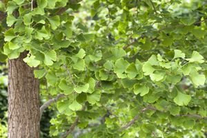 Ginkgo biloba - Fächerblattbaum 3L 60-80cm, pflegeleicht, robust
