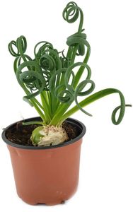 Fangblatt - Albuca Spiralis - trendiges Zwiebelgewächs - Frizzle Dizzle schöne Dekoration für Ihre Wohnung - Zimmerpflanze mit Korkenzieher Blättern