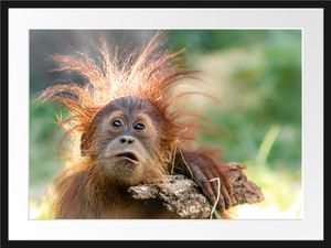 Lustiger Baby Orang-Utan mit RindeBilderrahmen mit Galerie-Passepartout / Format: 80x60cm / gerahmt / hochwertige Leinwandbild Alternative