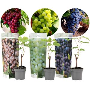 Plant in a Box - 3er Mix Traubenpflanzen - Vitis Vinifera - Weintraube - Topf 9cm - Höhe 25-40cm