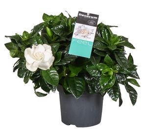 Plant in a Box - Gardenia Jasminoides - Kap-Jasmin Zimmerpflanze - Topf 13cm - Höhe 20-30cm