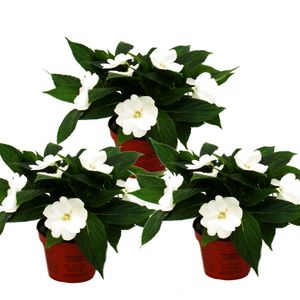 Sladká lilie - Impatiens New Guinea - 12cm kvetinác - sada 3 rostlin - bílá