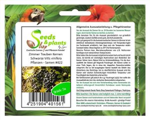 5x Zimmer Trauben Kernen Schwarze Vitis vinifera Pflanzen - Samen #422