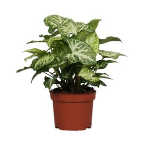 Grünpflanze – Purpurtute (Syngonium Arrow) – Höhe: 25 cm – von Botanicly