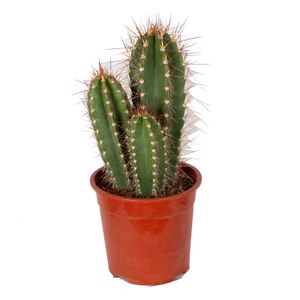 Kaktus – Caripari Kaktus – Výška: 50 cm