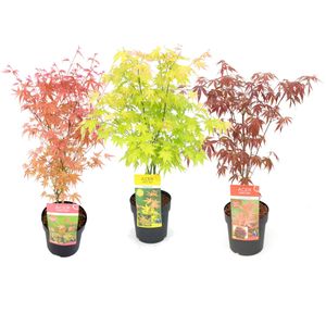 Plant in a Box - Acer palmatum - 3er Mischung - Japanischer Ahorn - Topf 19cm - Höhe 60-70cm