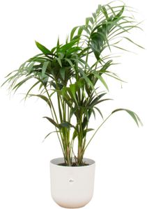 Kentia Palme - Forstersche Kentia - Zimmerpflanze - Ø26cm - ↨130cm + Topf Jazz Weiß