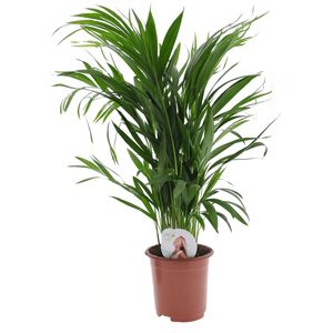 Dypsis Lutescens - Areca Goldfruchtpalme - Topf 17cm - Höhe 60-70cm