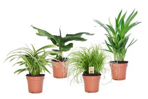 Plant in a Box - Tierfreundlichen Zimmerpflanzen - Mischung mit 4 - Luftreinigend - Topf 12cm - Höhe 25-40cm