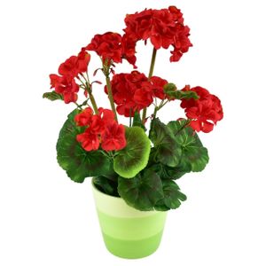 Czerwona pelargonia w ceramicznej doniczce 40×25 cm