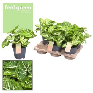 Grünpflanze – Purpurtute (Syngonium Arrow Feel Green) – Höhe: 25 cm – von Botanicly