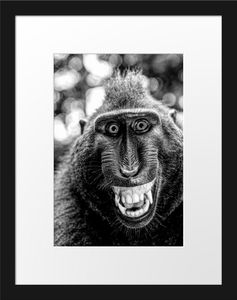 Lustiger Affe lacht mit offenem Maul, MonochromeBilderrahmen mit Galerie-Passepartout / Format: 38x30cm / gerahmt / hochwertige Leinwandbild Alternative