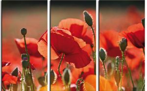 Mohnblumen Poster Leinwandbild Auf Keilrahmen - Rote Mohnblumen, Blüten Und Knospen, 3-Teilig (120 x 180 cm)