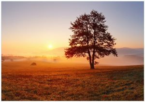 Wallario Poster - Sonnenaufgang über der Wiese mit Nebel, Kunstdruck Größe: 70 x 100 cm