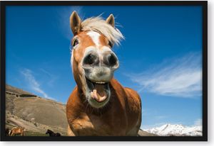 Lustiges Pferd in der Natur Poster im Bilderrahmen / Format: 55x40cm / Kunstdruck gerahmt
