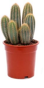 Kaktus od Botanicly - Sloupovitý kaktus - Výška: 35 cm - Pilosocereus pachycladus