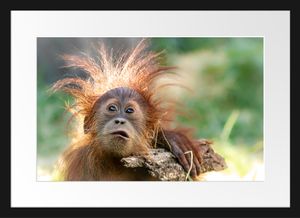 Lustiger Baby Orang-Utan mit RindeBilderrahmen mit Galerie-Passepartout / Format: 55x40cm / gerahmt / hochwertige Leinwandbild Alternative