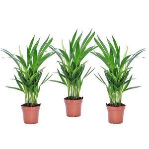 Dypsis Lutescens - Areca Goldfruchtpalme - 3er Set - Topf 12cm - Höhe 30-45cm