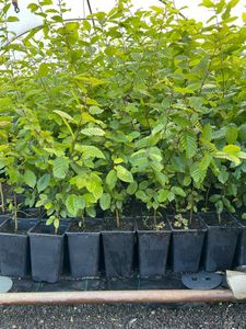 Hainbuche, Carpinus betulus, 12cm Topf, Heckenpflanze 80-100cm