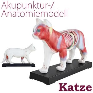 Akupunktur Anatomie TCM Katzenkörper Modell Figur Akupunkturmodell Lehrmittel Katze Tier Muskelmodell Naturheilkunde 36 Akupunkturpunkte Lehrmodell MedMod