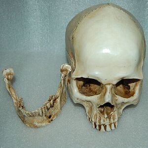 Harz Schädel Totenkopf Modell Figur Für Anatomieunterricht Farbe Weiß 1