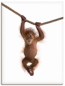 ARTland Leinwandbild Baby Orang Utan hängt an Seil II Größe: 45x60 cm