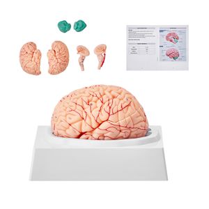 VEVOR Human Brain Model Anatomy, 9-częściowy model anatomiczny ludzkiego mózgu w skali 1:1 z etykietami i podstawą ekspozycyjną, odłączany model mózgu do nauczania badań naukowych