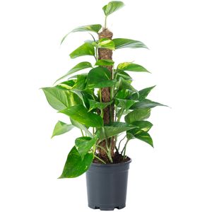 Efeutute am Moosstab - pflegeleichte Zimmerpflanze, Epipremnum aureum - Höhe ca. 50 cm, Topf-Ø 15 cm