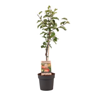 Plant in a Box - Malus domestica - Apfelbaum - Malus Elstar - Topf 21cm - Höhe 90-100cm