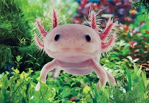 3 D Ansichtskarte Axolotl, Postkarte Wackelkarte Hologrammkarte Tiere Tier Wassertier