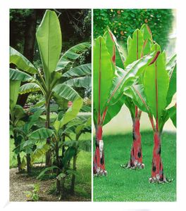 BALDUR-Garten Winterharte-Bananen-Kollektion, 2 Pflanzen Faserbanane Bananenbaum Musa basjoo Bananenpflanze, winterharte Staude, mehrjährig, Bananen-Früchte essbar