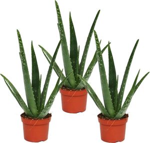 sada 3 kusov - Aloe vera - približne 2 roky staré - 10,5 cm kvetinác