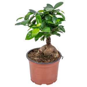 Bonsai Baum | Ficus \'Ginseng\' - Zimmerpflanze im Aufzuchttopf ⌀12 cm - ↕35 cm