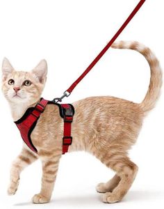 FNCF Katzengeschirr mit Leine Ausbruchsicher Katzenleine Kitten Verstellbar (S), Rot