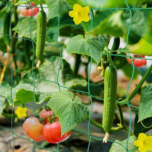 Ranknetz Rankhilfe Garten Tomaten Gurken 2x5m, Großer Rastergröße Sehr Passend Netz für Kletterpflanzen Gewächshaus Zubehör