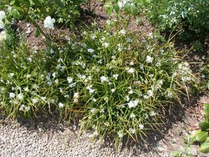 Garten-Dreimasterblume, weiß Tradescantia x anders., weiß P 0,5