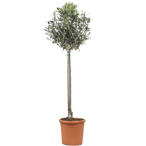 Olivenbaum - Olea europaea - Höhe ca. 110 cm, Topf-Ø 21 cm