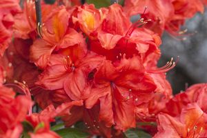 Sommergrüne Azalee 'Feuerwerk' Rhododendron lut.'Feuerwerk' C 5 40-  50