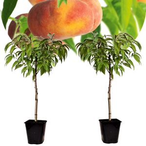 Plant in a Box - Prunus Persica 'Saturne' - 2er Set - Pfirsichbaum - Obstbaum - Winterharter Baum - Kübelpflanze - Gartenpflanze - Topf 15 cm - Höhe 60-70cm
