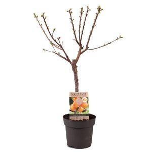 Plant in a Box - Prunus Armeniaca aprikosenbaum - Obstbaum - Topf 21cm - Höhe 90-100cm