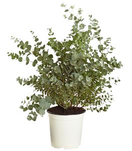 Dehner Eukalyptus Busch, immergrün, ca. 40-45 cm, Ø Topf 17 cm, Zierstrauch