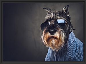 Lustiger Hund mit Hemd und Sonnenbrille im Schattenfugen Bilderrahmen / Format: 80x60 im Schattenfugen-Bilderrahmen / Kunstdruck auf hochwertigem Galeriekarton / hochwertige Leinwandbild Alternative
