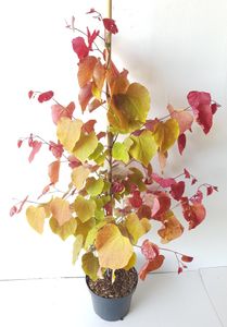 Cercis canadensis ''Eternal Flame' ®, Kanadischer Judasbaum (Gesamthöhe: 120-130 cm) .