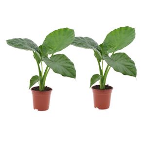 Plant in a Box - Alocasia macrorrhiza - 2er Set - Elefantenohr - Pfeilblatt - Zimmerpflanze - Grüne Zimmerpflanzen - Topf 17cm - Höhe 60-70cm