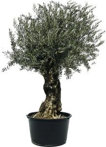 Olivovník európsky 'bonsai' FloraSelf Olea europea výška 160-180 cm kvetináč 90 l